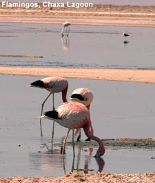 Chile-Northern Chile-Hiking - Atacama Desert Trek